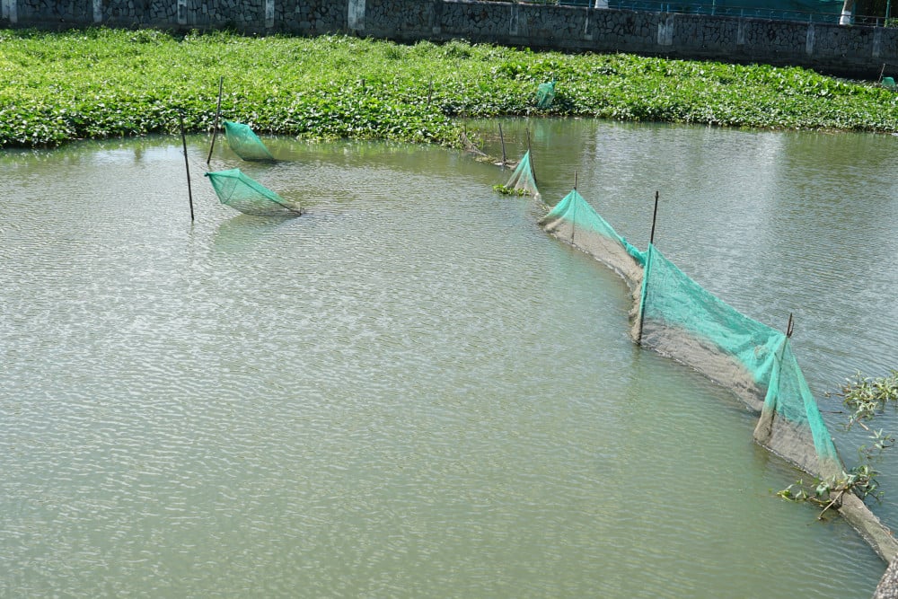 នៅមានសំណាញ់នេសាទជាច្រើននៅក្នុងព្រែកតាយនិញ។ Nhiều bộ lưới còn mới xanh, cho thấy ngư cụ này mới được giăng ra chưa lâu