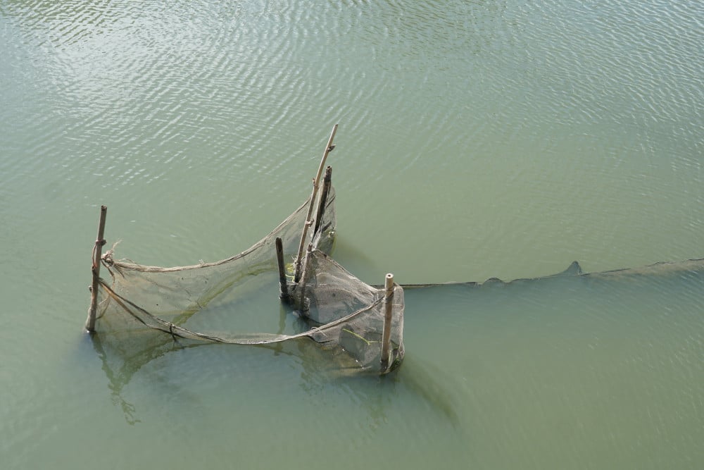 នៅមានសំណាញ់នេសាទជាច្រើននៅក្នុងព្រែកតាយនិញ។ Một số lưới đã cũ, đóng rong, cho thấy những cư cụ này được cắm xuống lòng rạch từ nhiều tháng nay