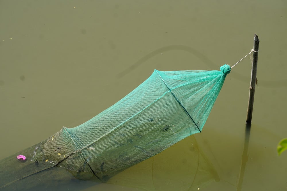 នៅមានសំណាញ់នេសាទជាច្រើននៅក្នុងព្រែកតាយនិញ។ Một số dớn cho thấy dính nhiều loài cá cá, cua