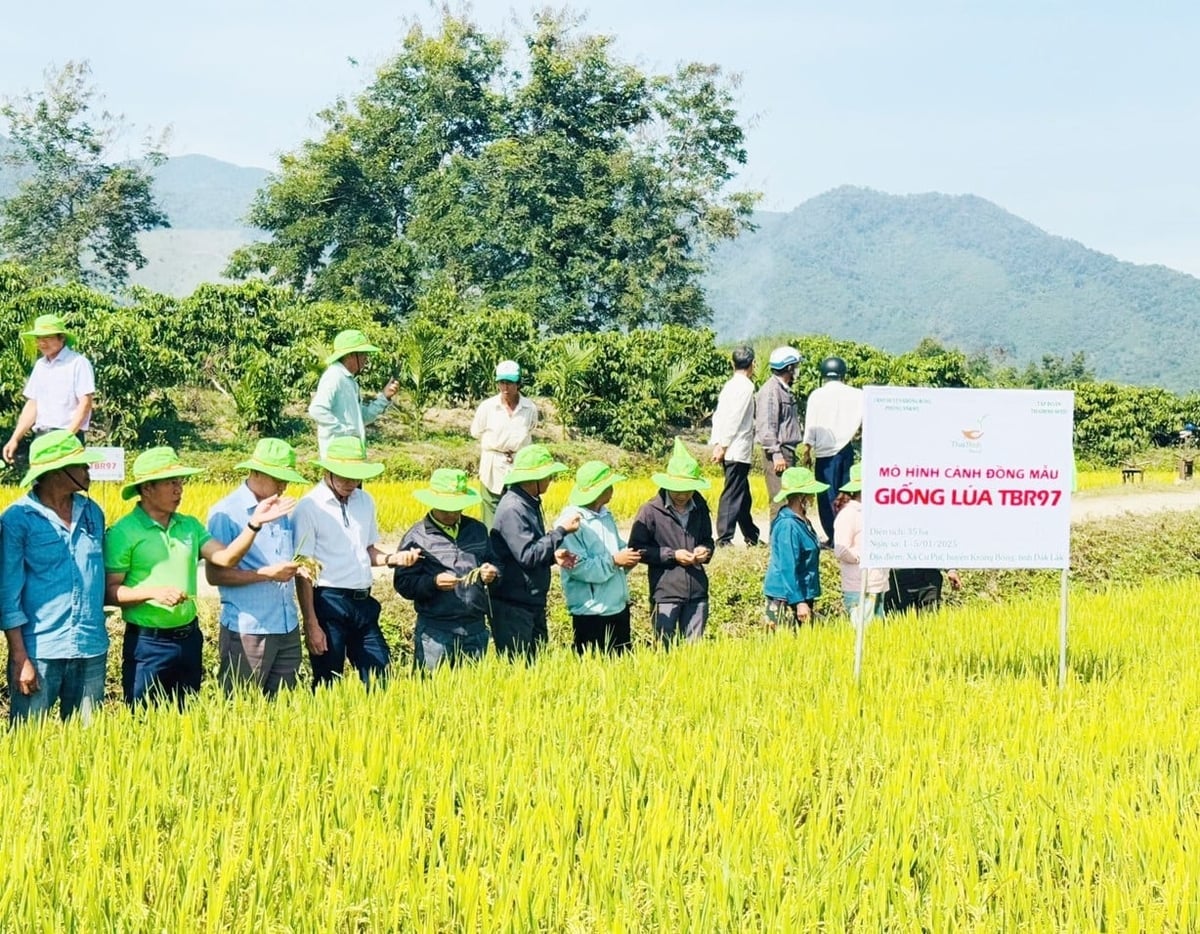 TBR97 הוא זן אורז גזעי ורגיש לטמפרטורה, שהוכר כזן לאומי ב-1 באוגוסט 2022. צילום: טראן טו. TBR97 là giống lúa thuần cảm ôn, đã được công nhận là giống quốc gia từ ngày 1/8/2022. Ảnh: Trần Thọ.