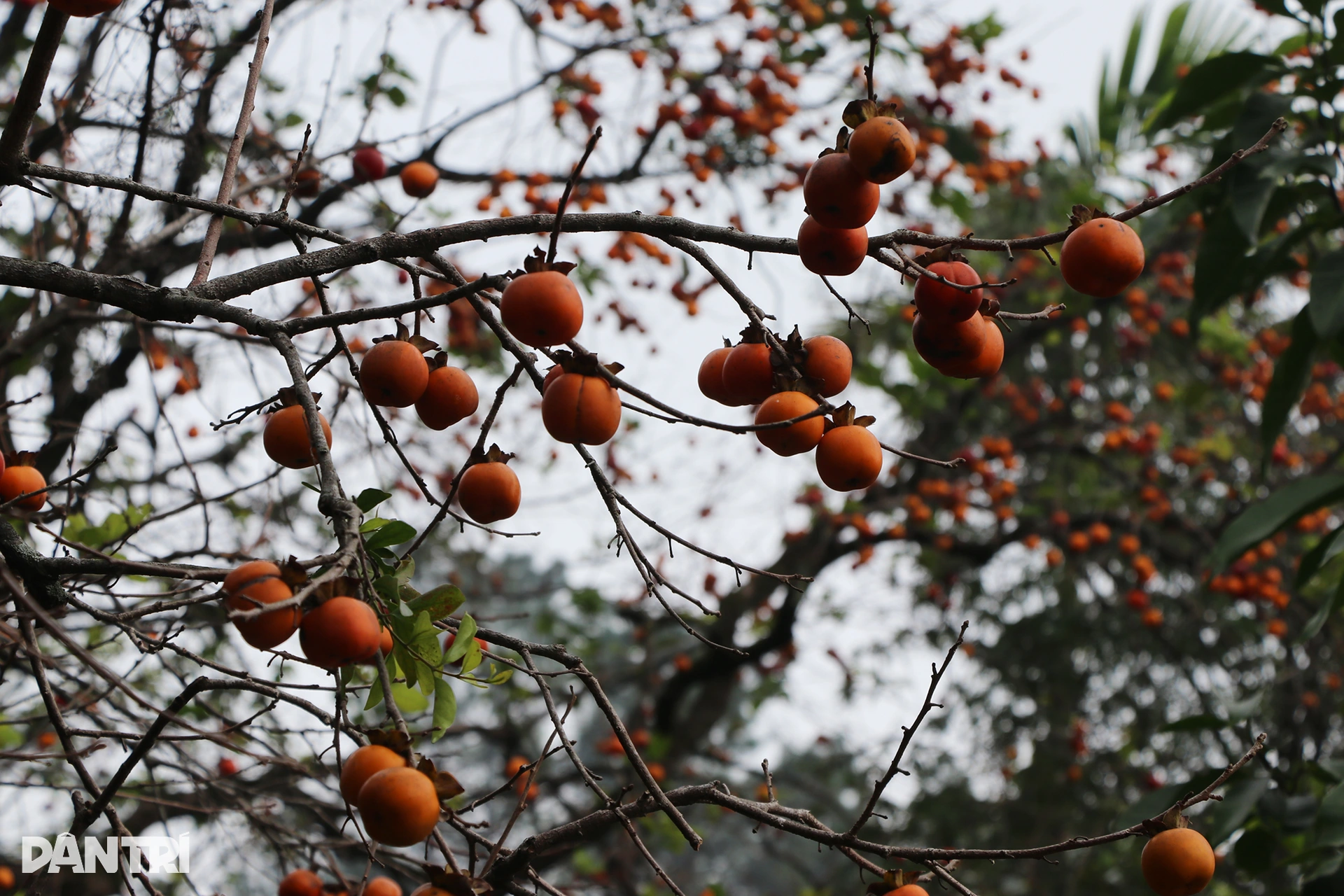 2.เว็บพี