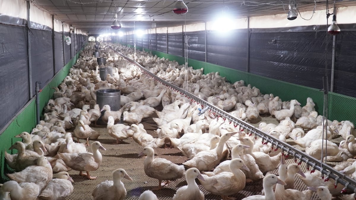 Đàn vịt nuôi trong chuồng khép kín, kiểm soát môi trường giúp hạn chế dịch bệnh dịp cận Tết. Trần Phi.