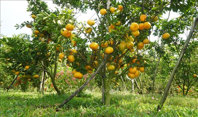 ចំណងជើងរូបថត