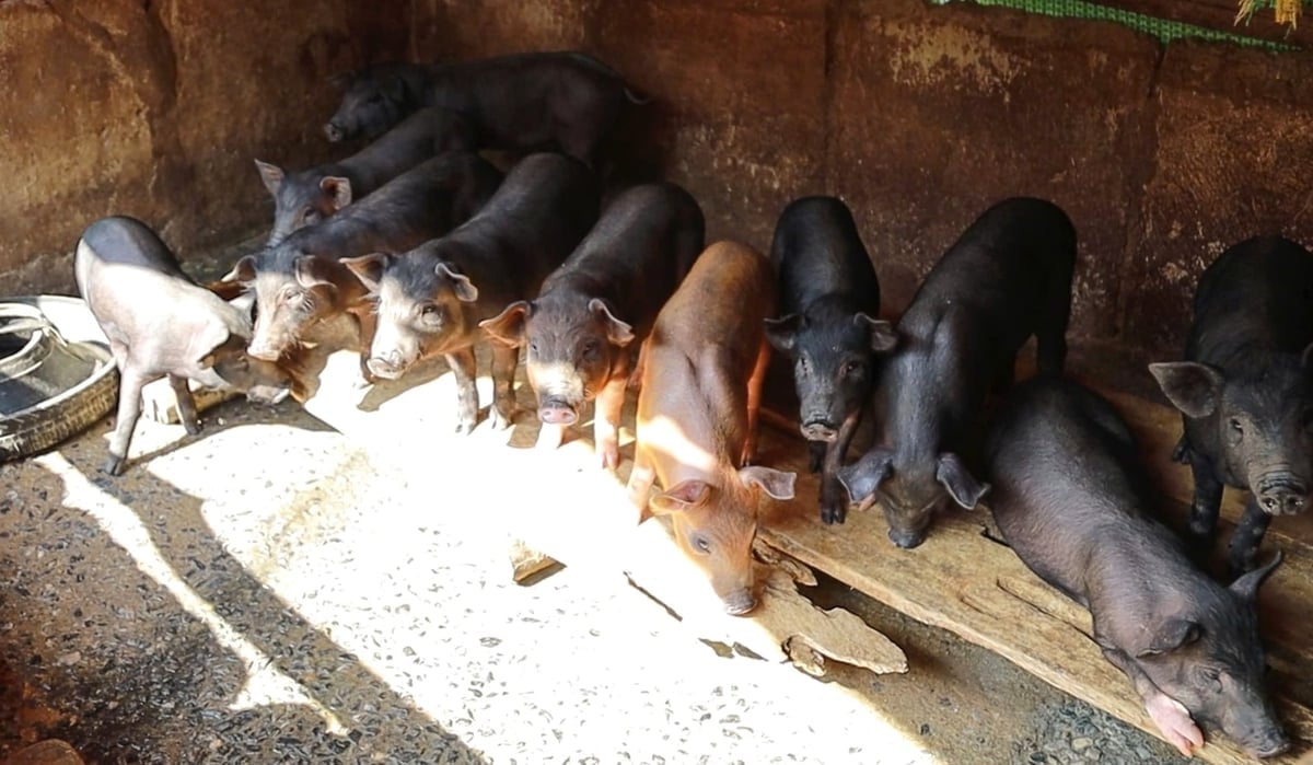 Đặt trong bối cảnh hình thức chăn nuôi nhỏ lẻ, nông hộ chiếm 100%, việc xã Lượng Minh ứng phó thành công với dịch tả lợn Châu Phi chẳng khác nào kỳ tích. Ảnh: Việt Khánh.