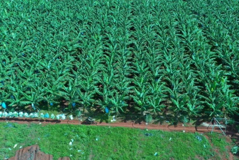 Cánh đồng chuối của Công ty CP Nông nghiệp công nghệ cao Hưng Sơn. Ảnh: Báo Gia Lai.