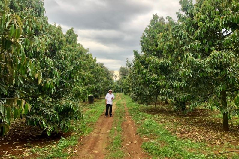 Toàn tỉnh có 67 mã số vùng trồng sầu riêng với diện tích 1.539 ha được xuất khẩu sang Trung Quốc. Ảnh: Báo Gia Lai.