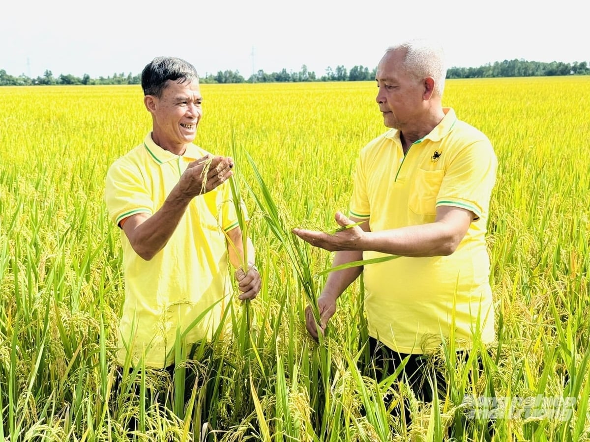 Οι αγρότες στο An Giang μετατρέπουν με τόλμη ορυζώνες χαμηλής απόδοσης σε καλλιέργειες οπωροφόρων δέντρων σύμφωνα με τα πρότυπα VietGAP, συμβάλλοντας στην αύξηση του εισοδήματος, στη βιώσιμη χρήση της γης και στην καλύτερη προσαρμογή στην κλιματική αλλαγή. Φωτογραφία: Le Hoang Vu. Nông dân An Giang mạnh dạn chuyển đổi đất lúa kém hiệu quả sang trồng cây ăn trái theo hướng VietGAP, giúp tăng thu nhập, sử dụng đất bền vững và thích ứng tốt hơn với biến đổi khí hậu. Ảnh: Lê Hoàng Vũ.