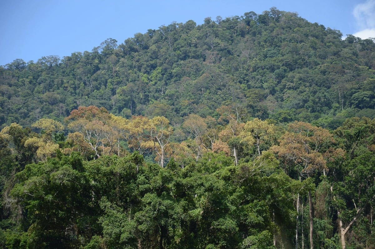 Η επαρχία Quang Ngai έχει σήμερα πάνω από 881.600 εκτάρια δάσους, εκ των οποίων περίπου 659.000 εκτάρια είναι φυσικά δάση. Φωτογραφία: L.K. Tỉnh Quảng Ngãi hiện có hơn 881.600ha rừng trong đó diện tích rừng tự nhiên khoảng 659.000ha. Ảnh: L.K.