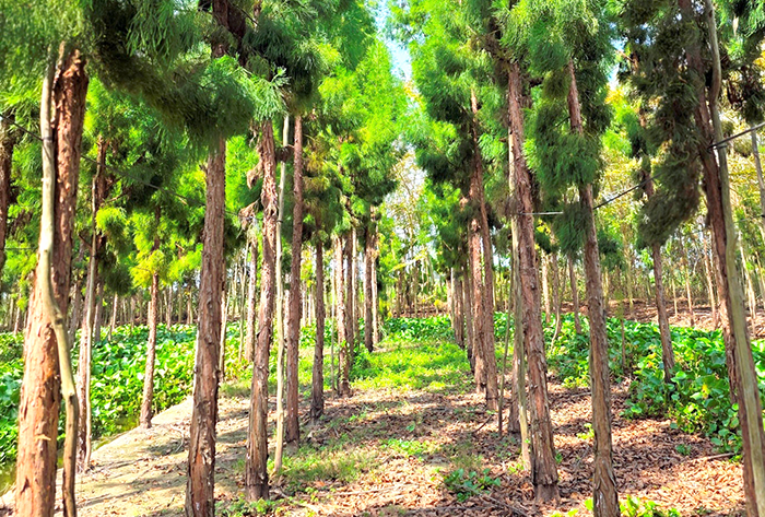 ចង្កោមដើមស្រល់ដ៏កម្រនៅទីក្រុង Can Tho