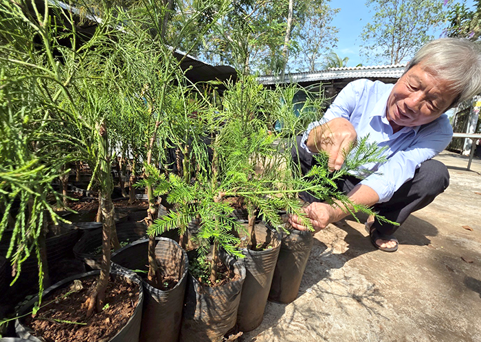 ចង្កោមដើមស្រល់ដ៏កម្រនៅទីក្រុង Can Tho