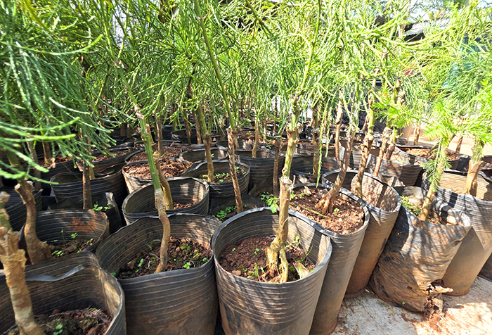 ចង្កោមដើមស្រល់ដ៏កម្រនៅទីក្រុង Can Tho