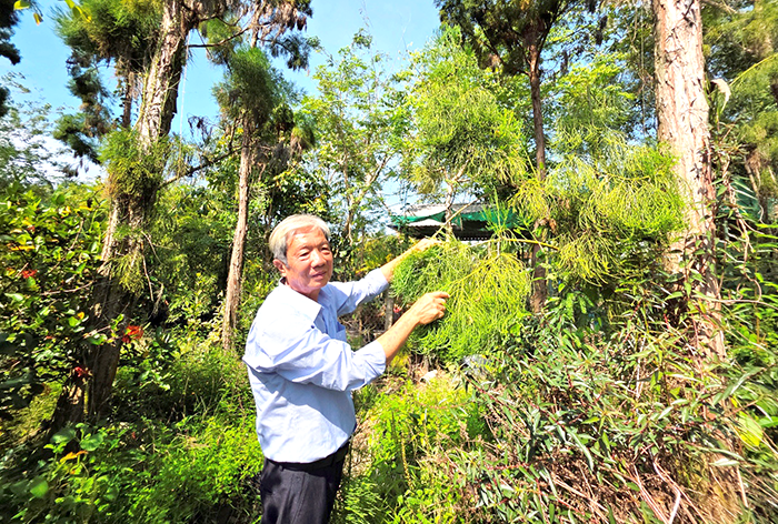 ចង្កោមដើមស្រល់ដ៏កម្រនៅទីក្រុង Can Tho
