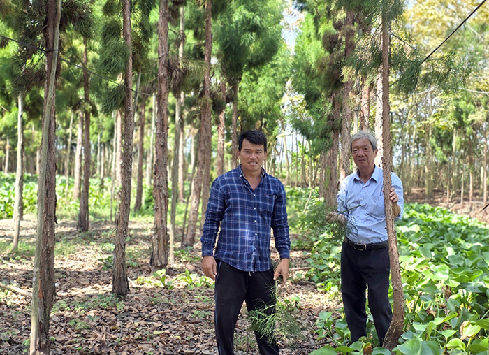 ចង្កោមដើមស្រល់ដ៏កម្រនៅទីក្រុង Can Tho