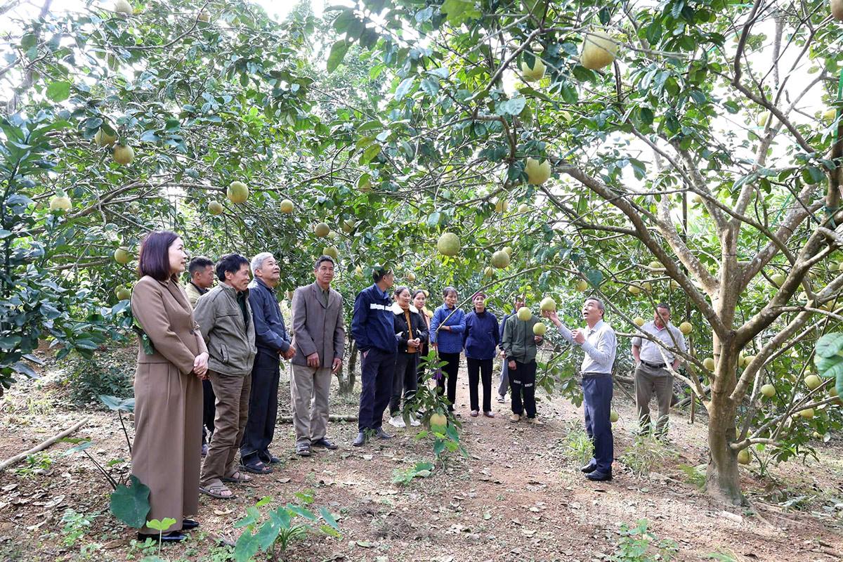 Pegawai dari Pusat Peluasan Pertanian Wilayah Tuyen Quang memberi panduan secara langsung kepada isi rumah tempatan tentang teknik penjagaan pokok buah-buahan.