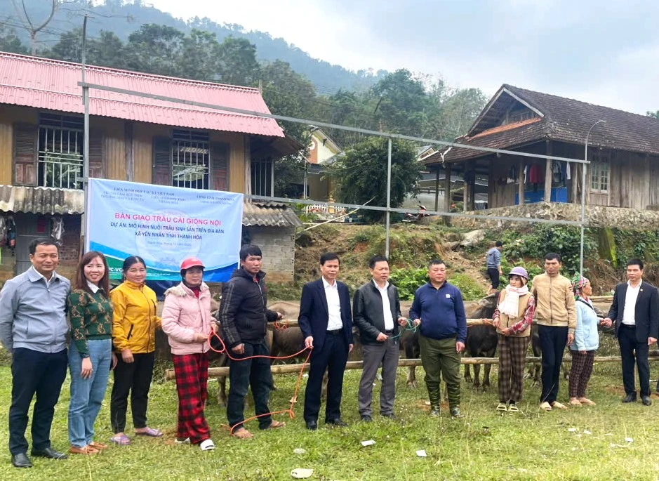 ইয়েন নান কমিউনের দরিদ্র এবং প্রায় দরিদ্র পরিবারগুলিতে প্রজননকারী মহিষ হস্তান্তর করা হচ্ছে।