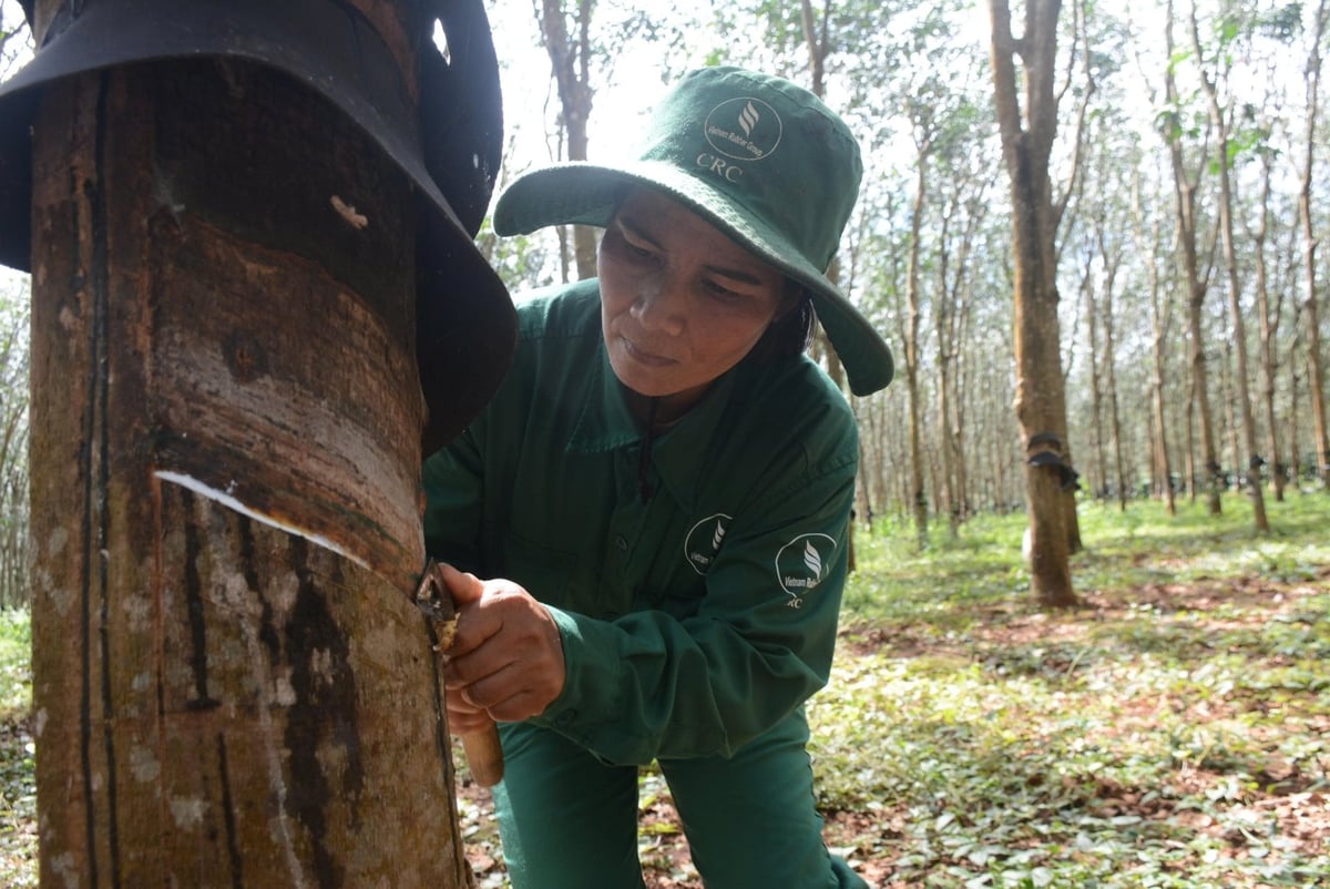 Os funcionários da Chu Se Rubber Company Limited estão trabalhando diligentemente. Foto: V.V. Công nhân Công ty TNHH MTV Cao su Chư Sê hăng say lao động. Ảnh: V.V.