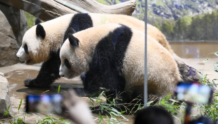 Japan will soon be without pandas for the first time since 1972 - Photo 1. gấu trúc - Ảnh 1.