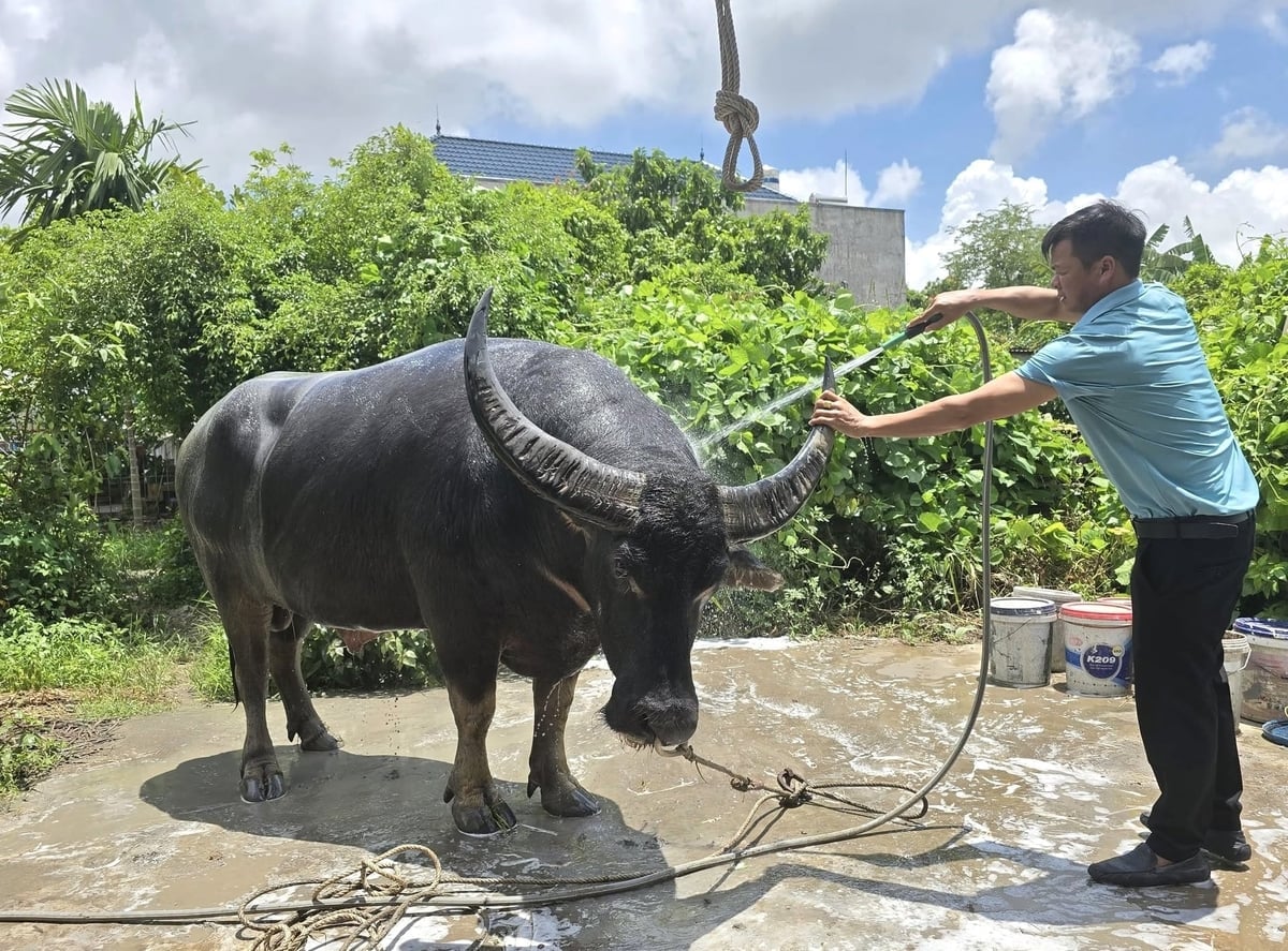 Chov bizonů pro boj v okrsku Nam Do Son. Foto: Dinh Muoi. Nuôi trâu chọi ở phường Nam Đồ Sơn. Ảnh: Đinh Mười.