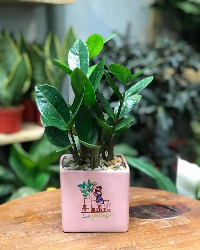 ולנטיין שחור