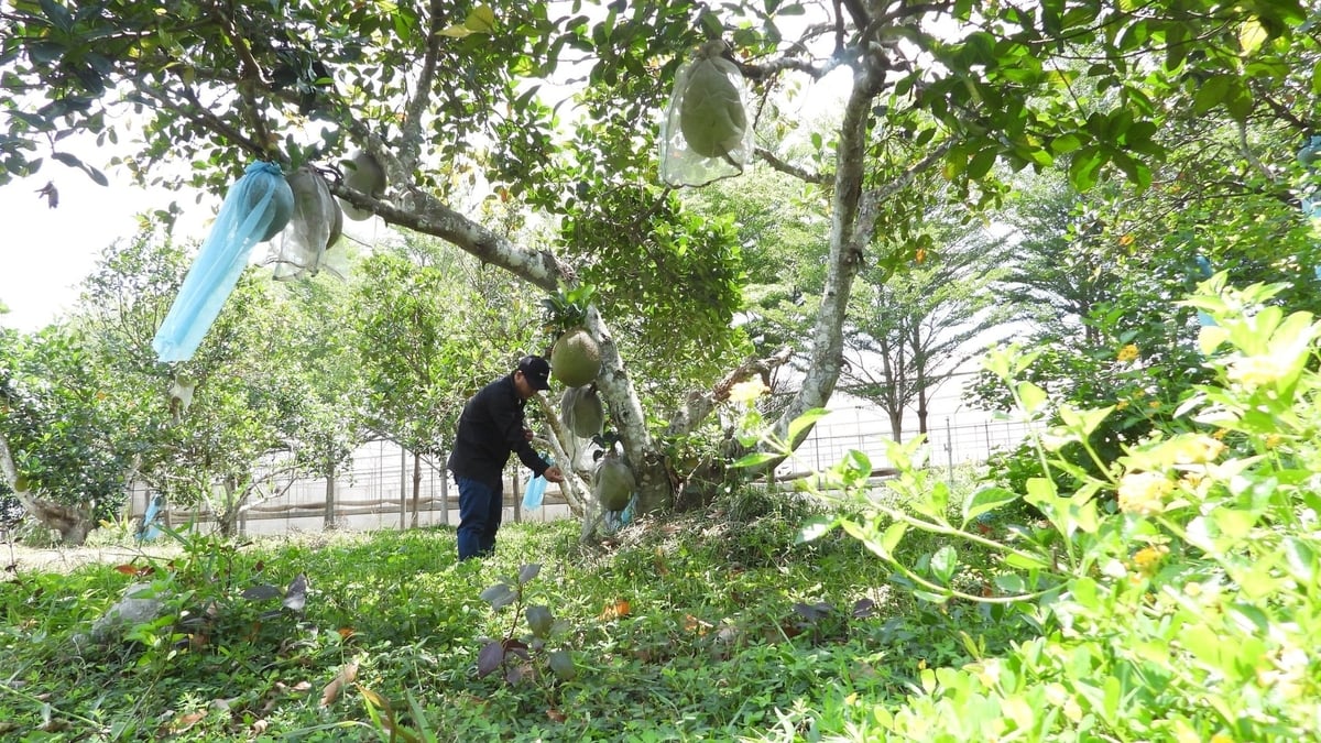 ช่างเทคนิคของวินามิตตรวจสอบและบรรจุขนุนลงถุงในสวน ภาพถ่าย: ตรัน ฟี Kỹ thuật viên Vinamit kiểm tra, bao trái mít tại vườn. Ảnh: Trần Phi.