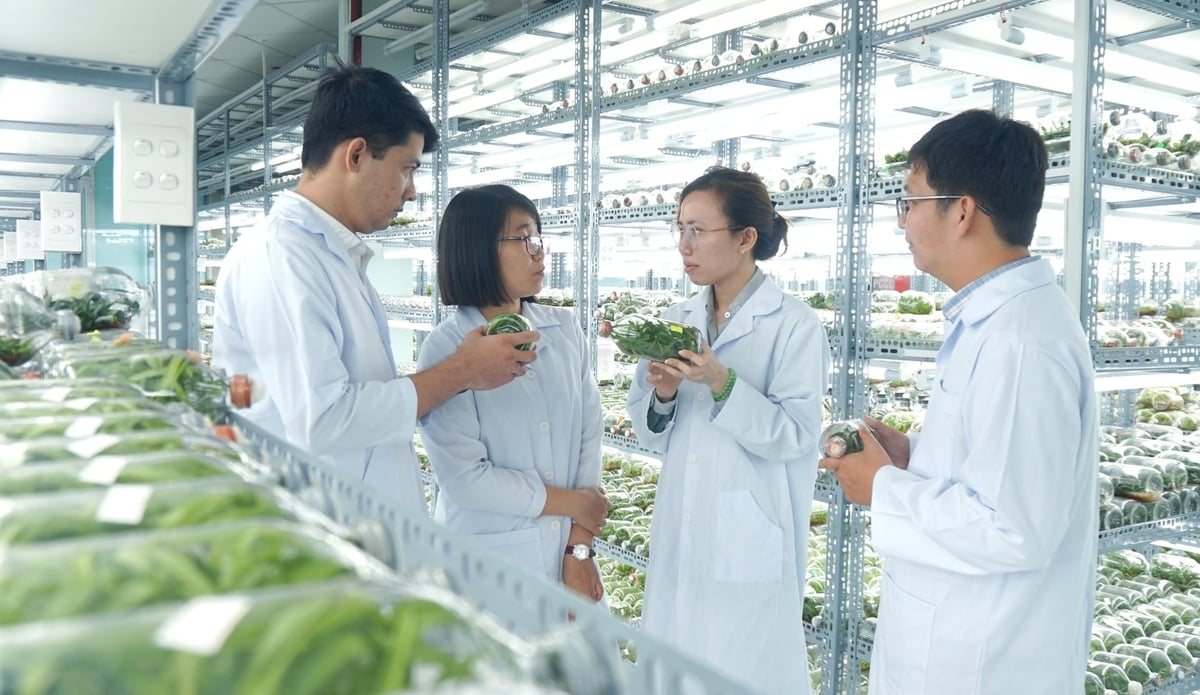De fleste nøkkelindikatorene i Ho Chi Minh-byens høyteknologiske landbruks- og planteforedlingsprogram har nådd eller overgått de fastsatte målene. Foto: Le Binh. Hầu hết các chỉ tiêu trọng tâm của chương trình phát triển giống cây, con và nông nghiệp công nghệ cao TP.HCM đều đạt và vượt mục tiêu đề ra. Ảnh: Lê Bình.