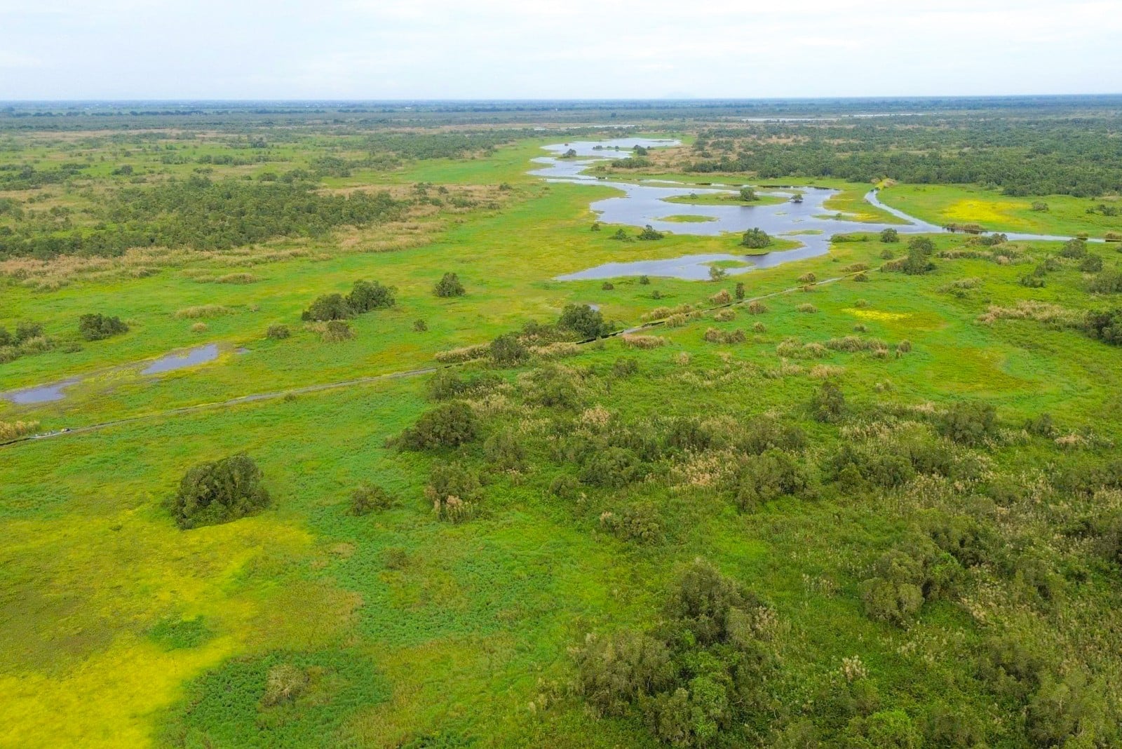 জাভানিজ দৈত্যাকার বিড়ালটি আবার আবির্ভূত হয়েছে।