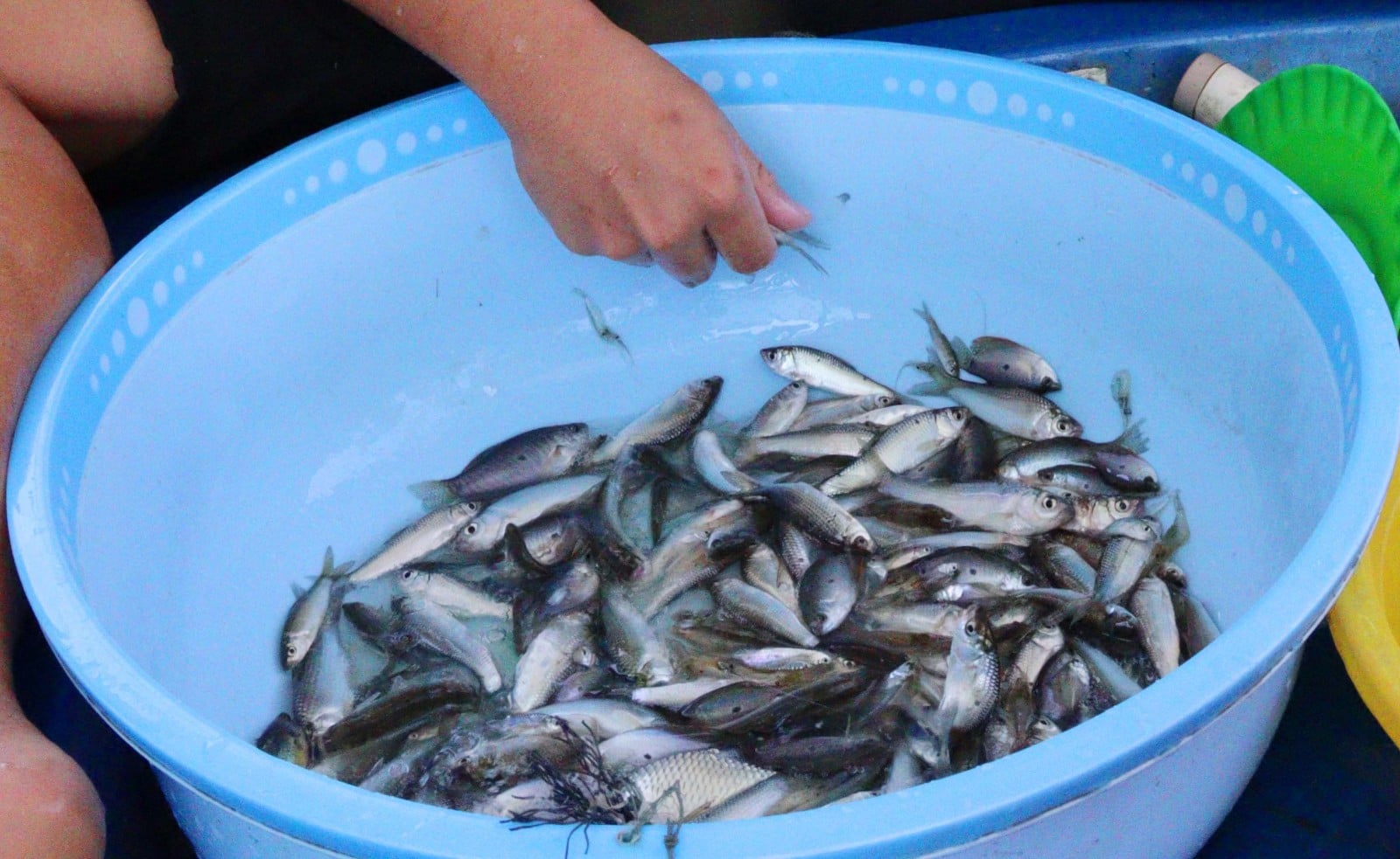 Chộn rộn mùa cá gió đông