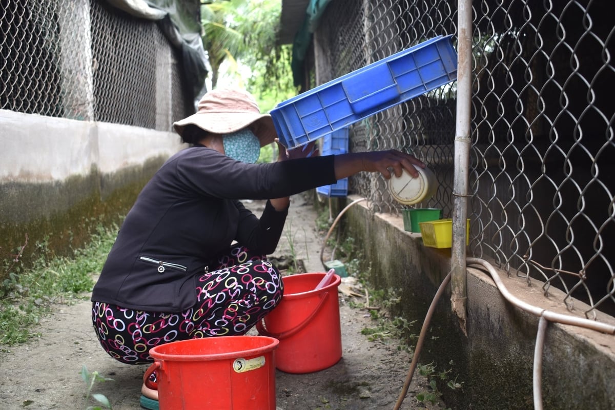 קל מאוד לטפל בטווסים, לא שונה בהרבה מטיפול בתרנגולות. צילום: מין דאם. Chim công rất dễ chăm sóc, không khác chăm gà là mấy. Ảnh: Minh Đảm.