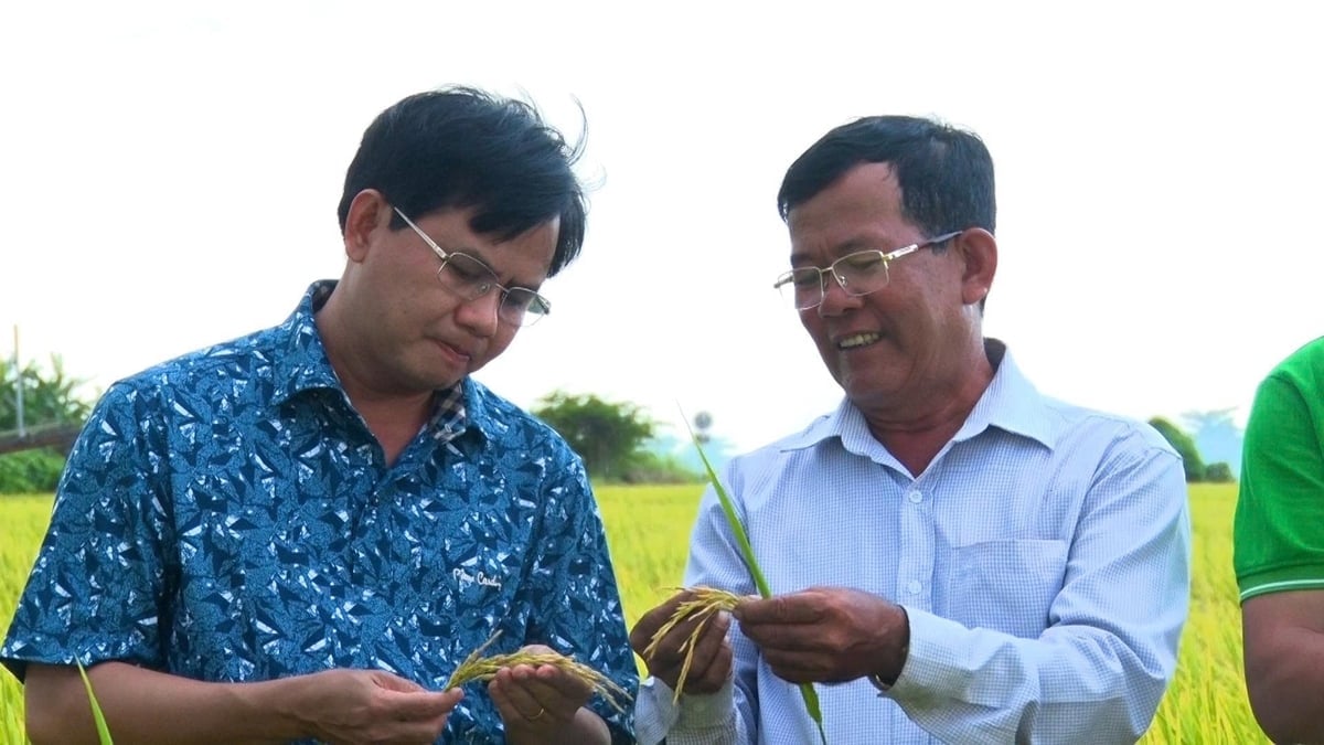 100万ヘクタールの高品質で低排出の米を栽培するという目標の実現において、企業は重要な役割を果たす。写真:V.H. Doanh nghiệp giữ vai trò quan trọng trong mục tiêu hiện thực hóa đề án 1 triệu ha lúa chất lượng cao, phát thải thấp. Ảnh: V.H.