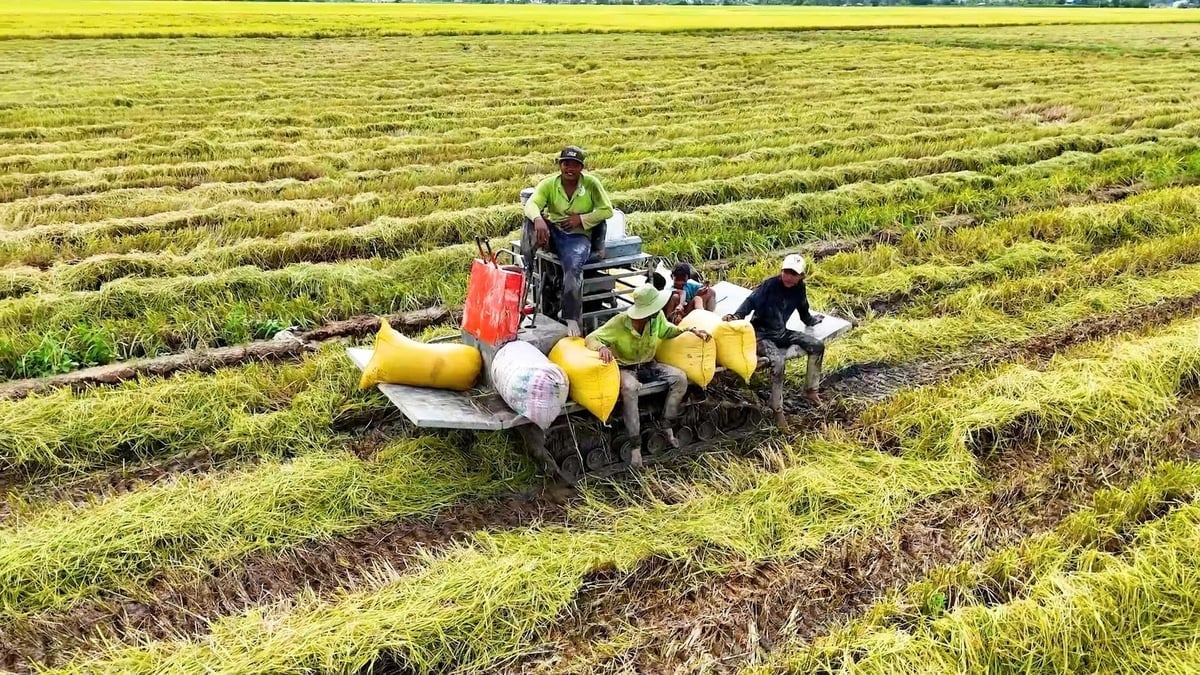 メコンデルタでは、排出量削減につながる高品質な米の栽培地域が徐々に確立されつつある。写真:V.H. Vùng nguyên liệu lúa chất lượng cao gắn với giảm phát thải đang từng bước được hình thành tại ĐBSCL. Ảnh: V.H.