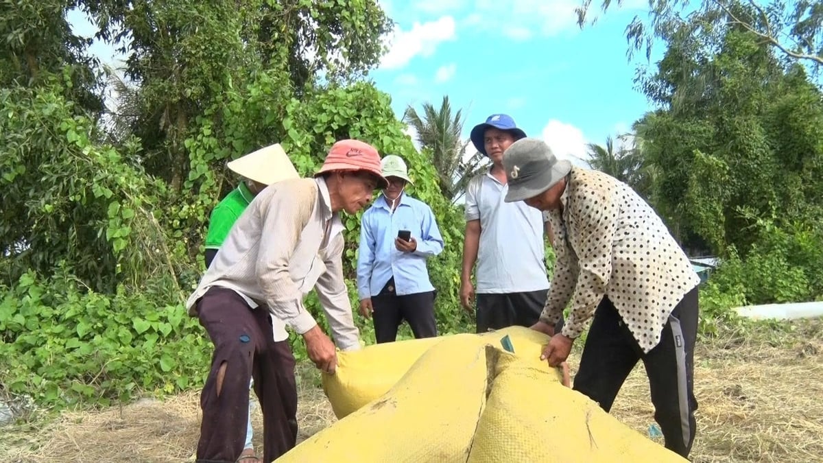 農家から米を買い取り、販売を保証する事業者は、農家の安定した収入源となっている。写真:V.H. Doanh nghiệp thu mua, bao tiêu lúa gạo cho nông dân, góp phần tạo thu nhập ổn định cho bà con. Ảnh: V.H.