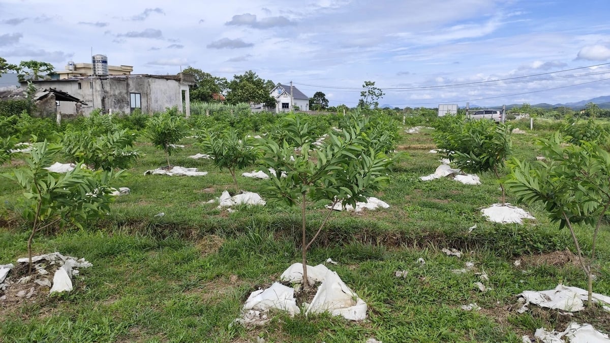 Modelo de plantación y cultivo intensivo de chirimoyas según las normas VietGAP en una superficie de 8 hectáreas en la comuna de Dam Ha. Foto: Nguyen Thanh. Mô hình trồng, thâm canh cây na theo tiêu chuẩn VietGAP với quy mô 8ha tại xã Đầm Hà. Ảnh: Nguyễn Thành.