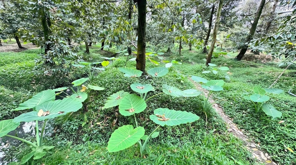 Het planten van munt tussen de durianplanten kan de hoeveelheid cadmiumresidu in de bodem verminderen. Foto: Minh Đảm. Trồng cây bạc hà xen trong vườn sầu riêng có thể giảm tồn dư cadimi trong đất. Ảnh: Minh Đảm.