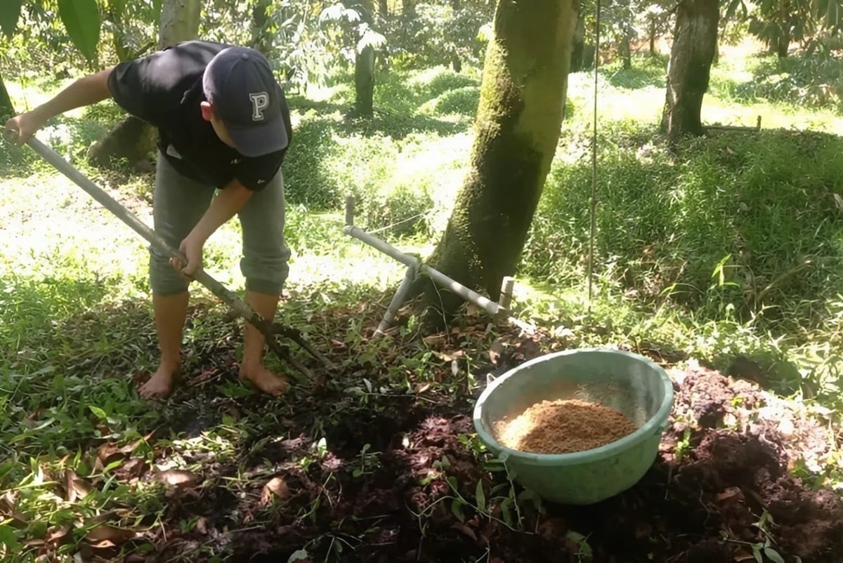 Boeren implementeren oplossingen om cadmiumresten in de bodem aan te pakken. Foto: Minh Đảm. Nông dân thực hiện giải pháp khắc phục tồn dư cadimi trong đất. Ảnh: Minh Đảm.