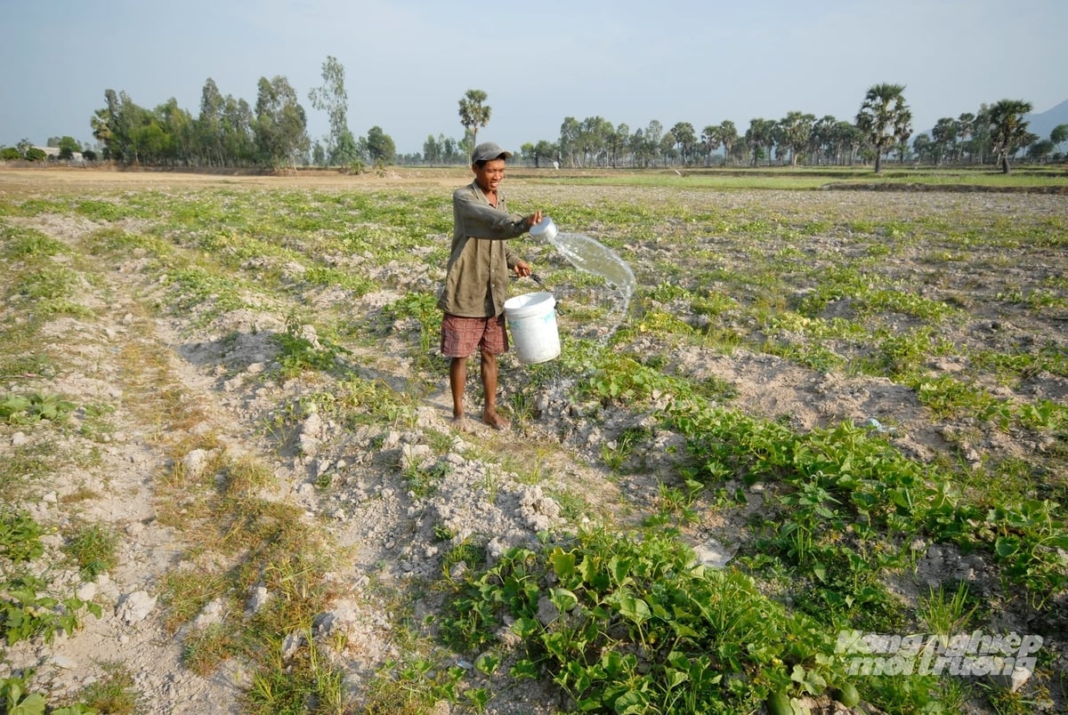ดินเสื่อมโทรมที่มีโครงสร้างไม่ดีและอัดแน่นเกินไป ขัดขวางไม่ให้รากต้นไม้เจริญเติบโตได้ลึก ภาพ: เลอ ฮวาง วู Đất bị suy thoái, cấu trúc kém, chai cứng khiến rễ cây không thể phát triển sâu. Ảnh: Lê Hoàng Vũ.