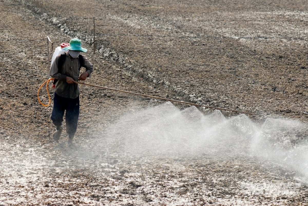 พื้นที่เกษตรกรรมหลายแห่งในสามเหลี่ยมปากแม่น้ำโขงกำลังอัดแน่น ขาดสารอาหาร สูญเสียอินทรียวัตถุ และประสบกับความไม่สมดุลทางนิเวศวิทยา ภาพ: เลอ ฮว่าง วู Nhiều vùng đất nông nghiệp ở ĐBSCL đang bị chai cứng, bạc màu, giảm hữu cơ và mất cân bằng sinh thái. Ảnh: Lê Hoàng Vũ.