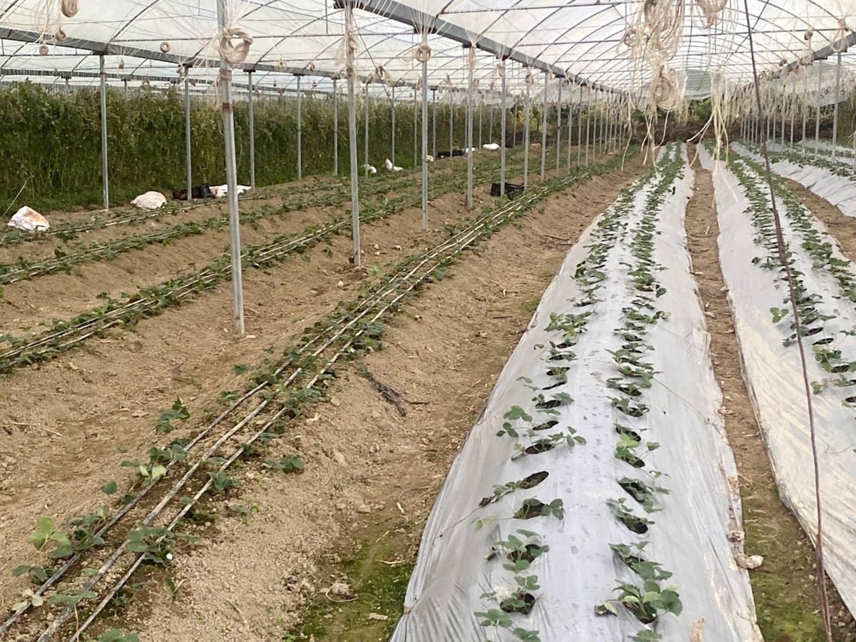 Door resoluut over te stappen op hightech landbouw verdienen boeren in de gemeente Ta Phin jaarlijks honderden miljoenen dong. Foto: Bich Hop. Mạnh dạn chuyển sang nông nghiệp ứng dụng công nghệ cao, nông dân xã Tả Phìn có thu nhập hàng trăm triệu đồng mỗi năm. Ảnh: Bích Hợp.