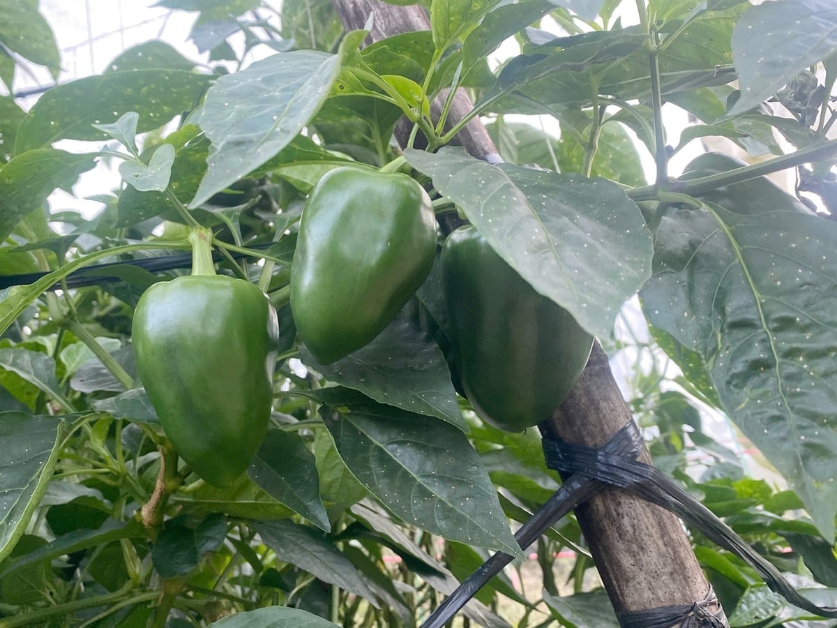 Paprika's die in kassen worden geteeld, zijn van hogere kwaliteit en zien er aantrekkelijker uit dan paprika's die in de volle grond worden geteeld. Foto: Bich Hop. Những trái ớt chuông được trồng trong nhà màng có chất lượng cao, mẫu mã đẹp hơn hẳn trồng ngoài trời. Ảnh: Bích Hợp.