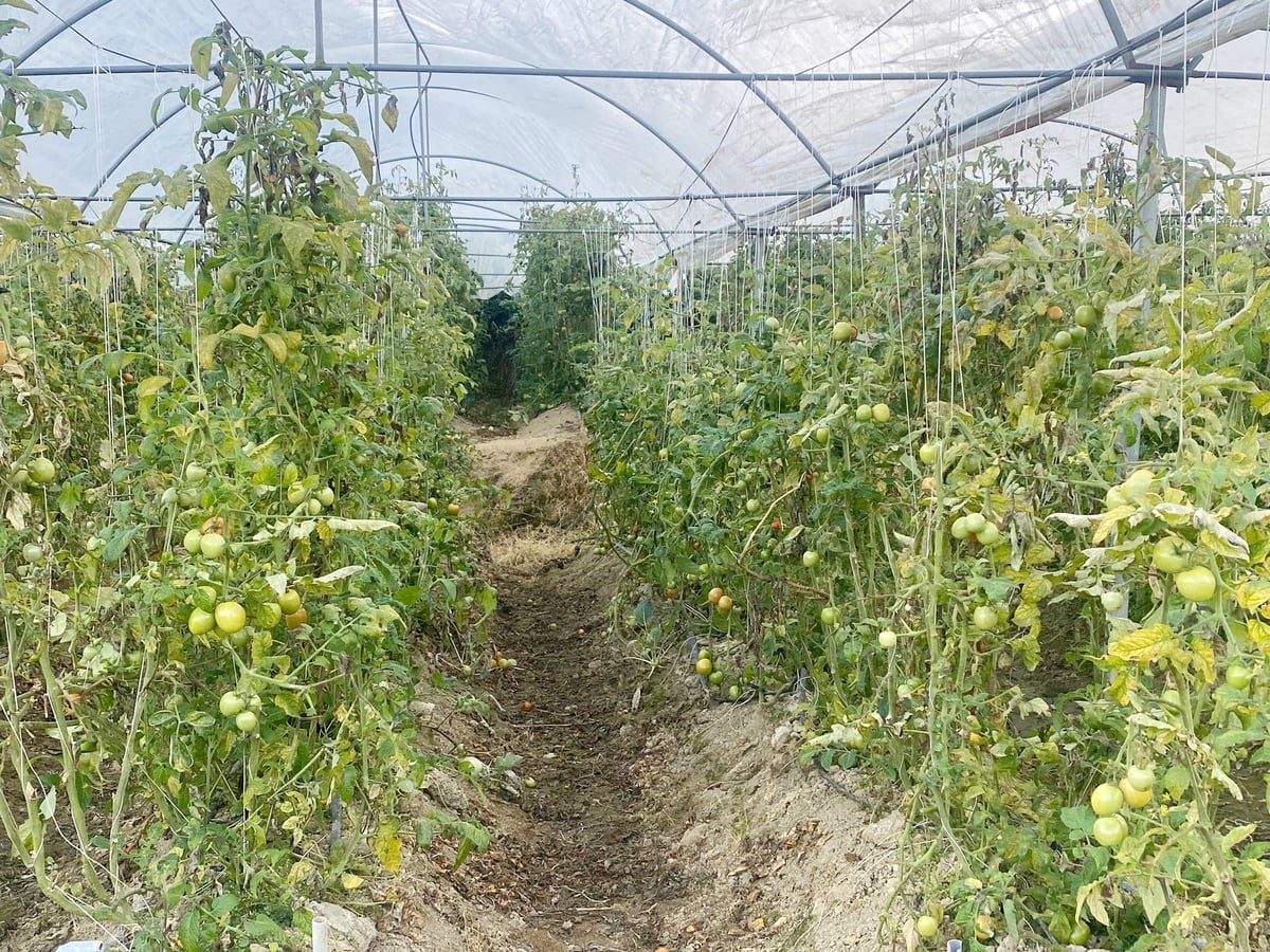 De tomatenopbrengst in kassen is met behulp van nieuwe teelttechnieken met 1 kg per plant gestegen ten opzichte van traditionele teeltmethoden. Foto: Bich Hop. Năng suất cà chua trồng trong nhà màng áp dụng tiến bộ kỹ thuật mới trong canh tác tăng thêm 1kg/cây so với trồng truyền thống. Ảnh: Bích Hợp.