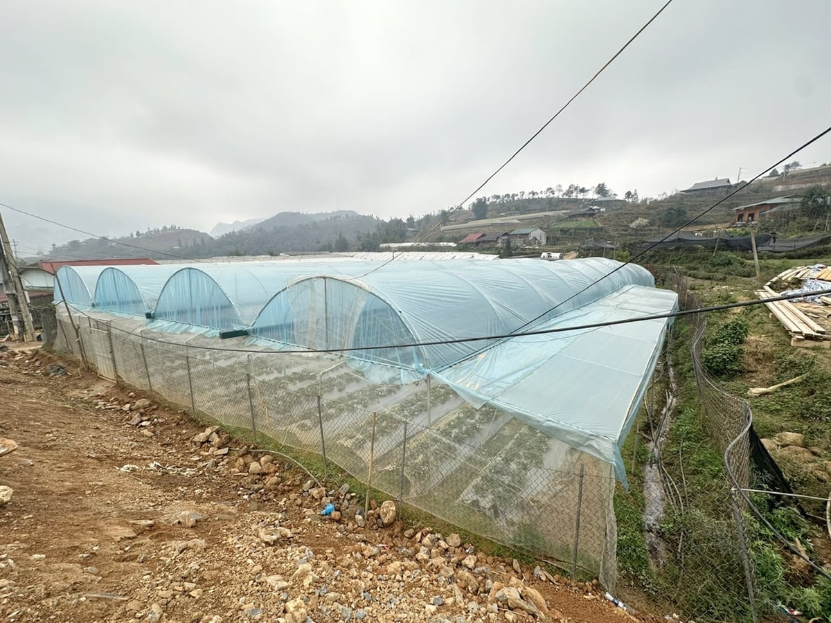 Met 86,62 hectare aan hightech landbouw genereert de gemeente Ta Phin een jaarlijkse omzet van meer dan 100 miljard VND. Foto: Bich Hop. Với 86,62ha áp dụng nông nghiệp công nghệ cao, xã Tả Phìn thu về hơn 100 tỷ mỗi năm. Ảnh: Bích Hợp.