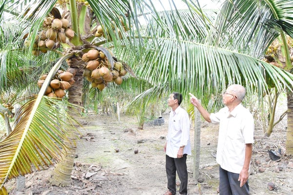 Grădina de răsaduri de cocos a Cooperativei Agricole Long Duc.