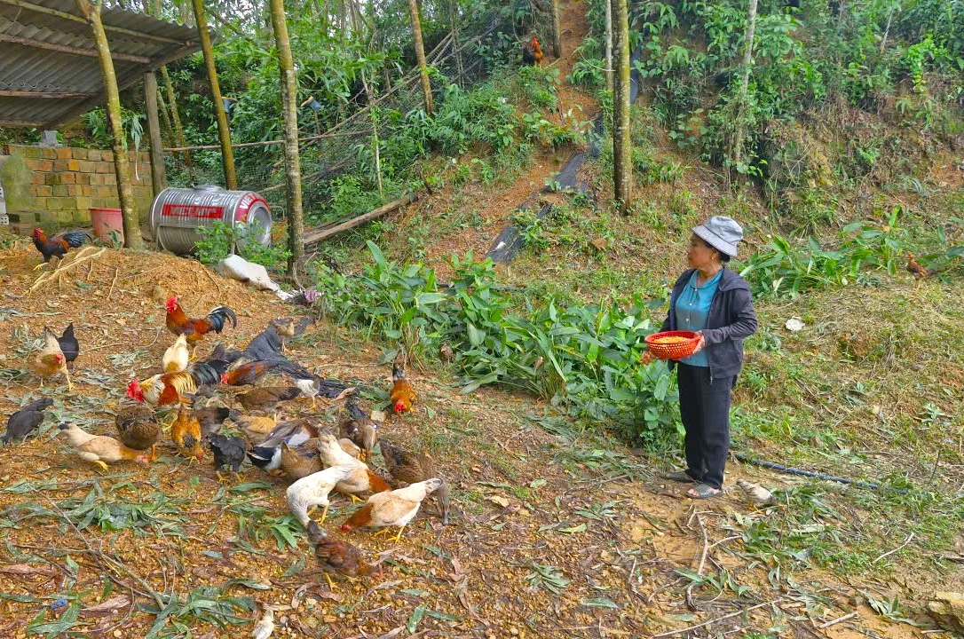 ชาวบ้านหมู่บ้านเกา ตำบลตวนลัม พัฒนาเศรษฐกิจแบบสวนป่าควบคู่กับการเลี้ยงปศุสัตว์ - ภาพ: ธ.ฮ.