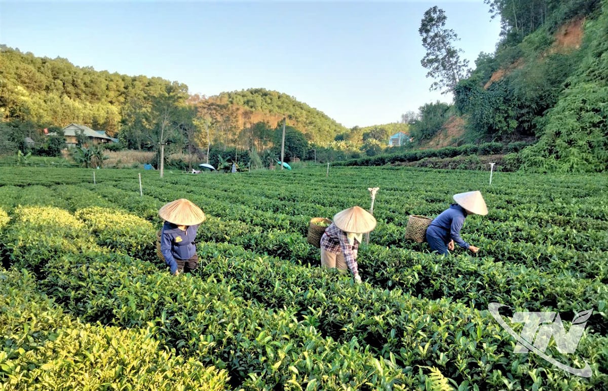 Datorită preparării ceaiului, multe gospodării din cătunul Páng 2 au scăpat de sărăcie.