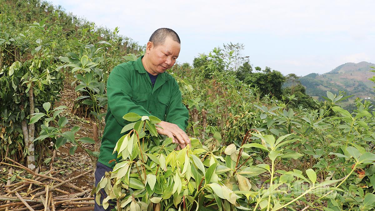 ທ່ານ ຈ້ຽວວັນແທ່ງ, ຈາກບ້ານນາໂນມ, ຕາແສງເຢືອງຮົ່ງ, ກຳລັງດູແລຕົ້ນດອກອານິດຂອງລາວ.