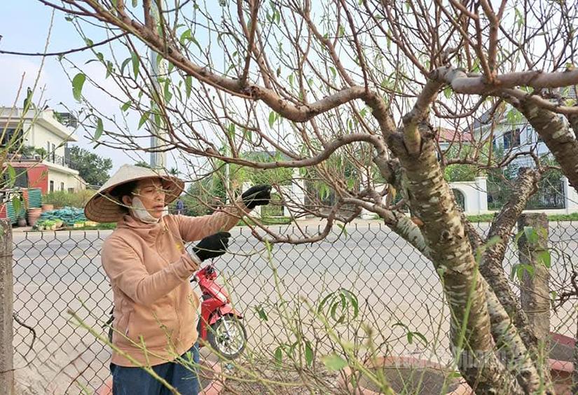 ឆ្នាំនេះអាកាសធាតុអំណោយផល ស្លឹកផ្លែប៉េសក៏ស្រួយ ធ្វើឱ្យវាងាយស្រួលក្នុងការបកសំបក។