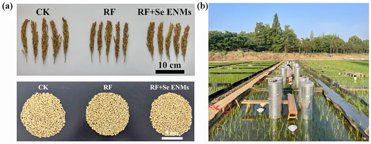 Новий прорив допомагає виробляти дешевий, чистий та корисний рис.