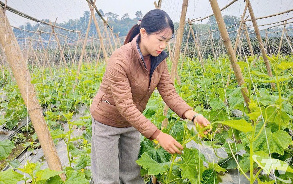 ការផលិតបន្លែ និងផ្លែឈើដែលមានវិញ្ញាបនបត្រ VietGAP នៅ Thai Nguyen កំពុងពង្រីកខ្លួន ដោយមានផ្ទៃដីជាង 200 ហិកតាដែលត្រូវបានបញ្ជាក់រួចហើយ។