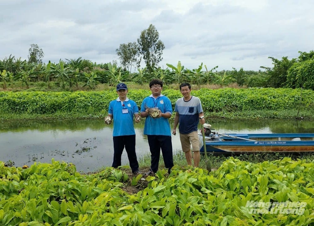 Thầy và trò Trường THPT Chuyên Huỳnh Mẫn Đạt thu hoạch củ khoai mỡ để nghiên cứu, chế biến sâu nhằm nâng cao giá trị. Ảnh: Trung Chánh.