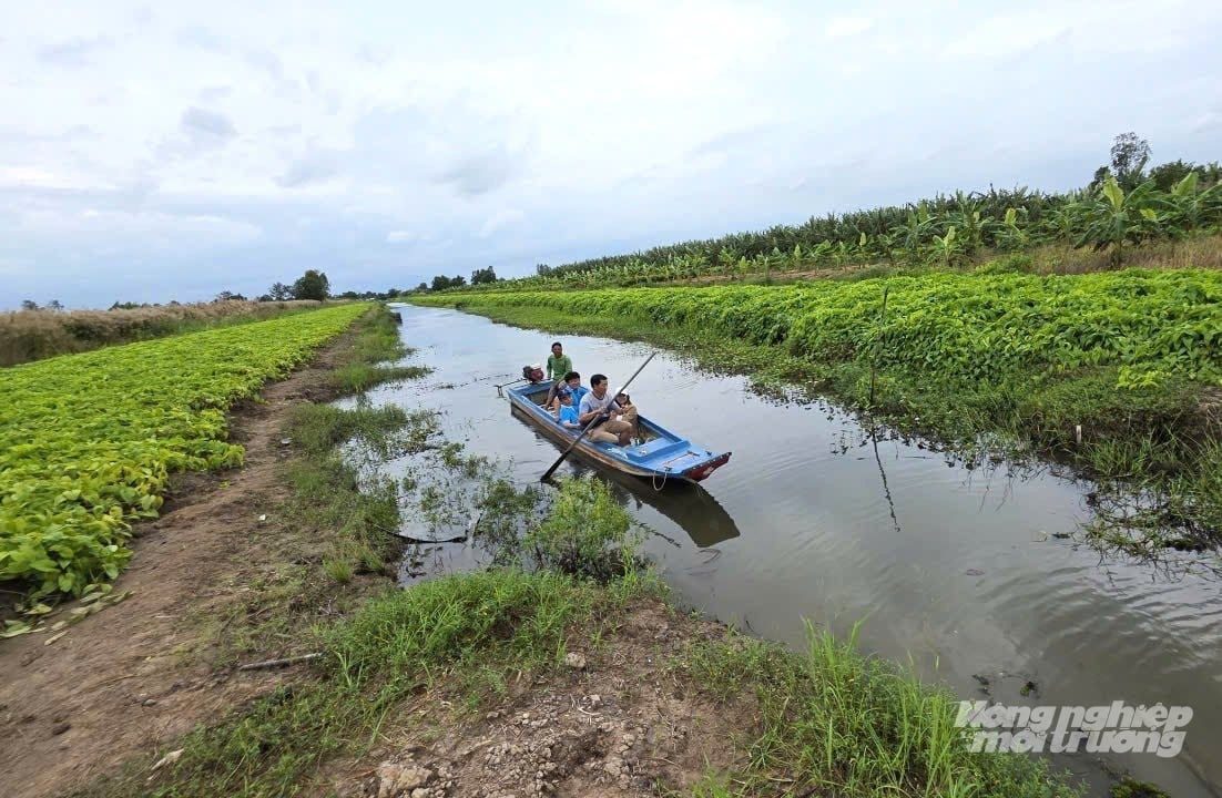 Vùng đệm Vườn Quốc gia U Minh Thượng có điều kiện đất đai và thổ nhưỡng phù hợp với cây khoai mỡ nên cho củ rất to, năng suất vượt trội. Ảnh: Trung Chánh.
