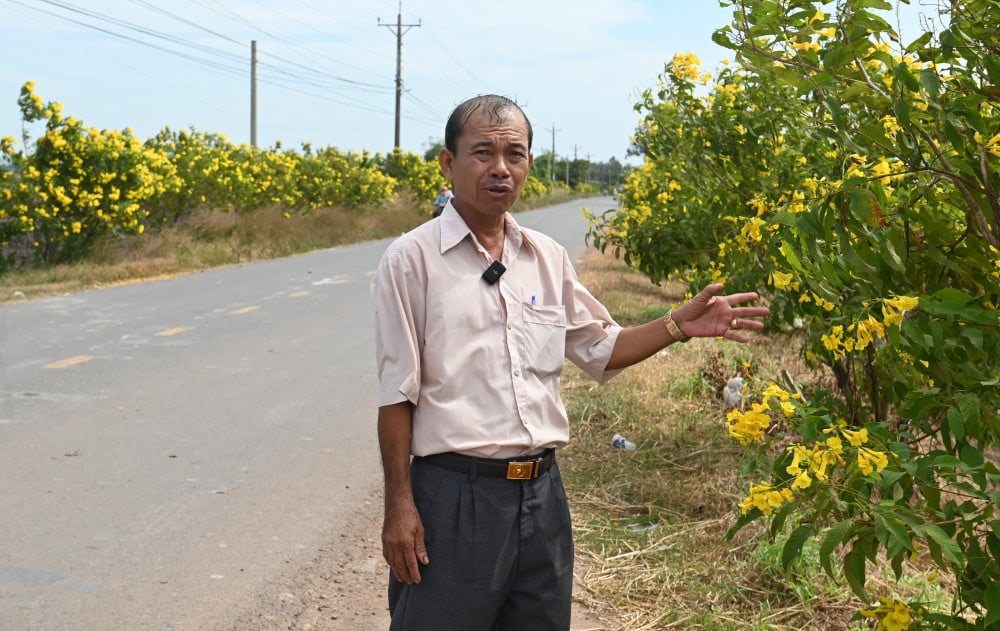 ឆេះវាលស្រែ ឆេះផ្លូវដែលតម្រង់ជួរដោយផ្កាម្លិះពណ៌លឿង។ Đường hoa hoàng yến ở ấp Phước Hiệp rực rỡ sắc vàng năm 2024